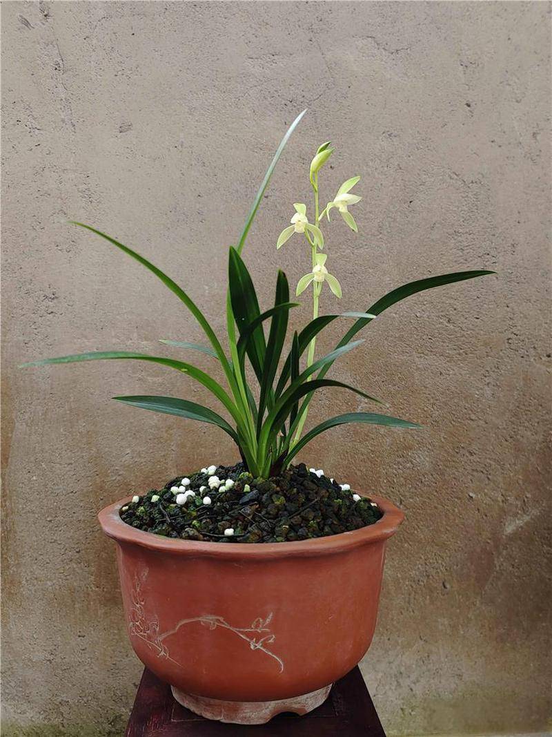 漂亮的建兰欣赏,经典好花,百看不厌_生活_兰花_于其形