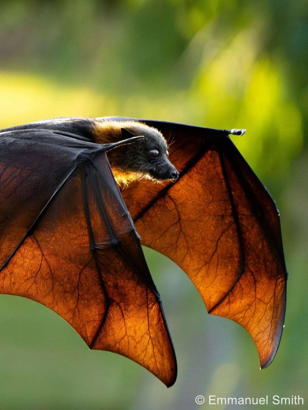 "气泡攻击"获大奖!一张图揭秘鲸鱼如何捕食