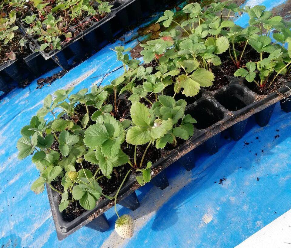 阳台露台花园里种草莓,要牢记3点,成功吃到果子,更甜更多更大