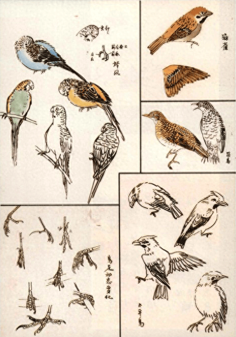 中国画技法示范:写意画鸟