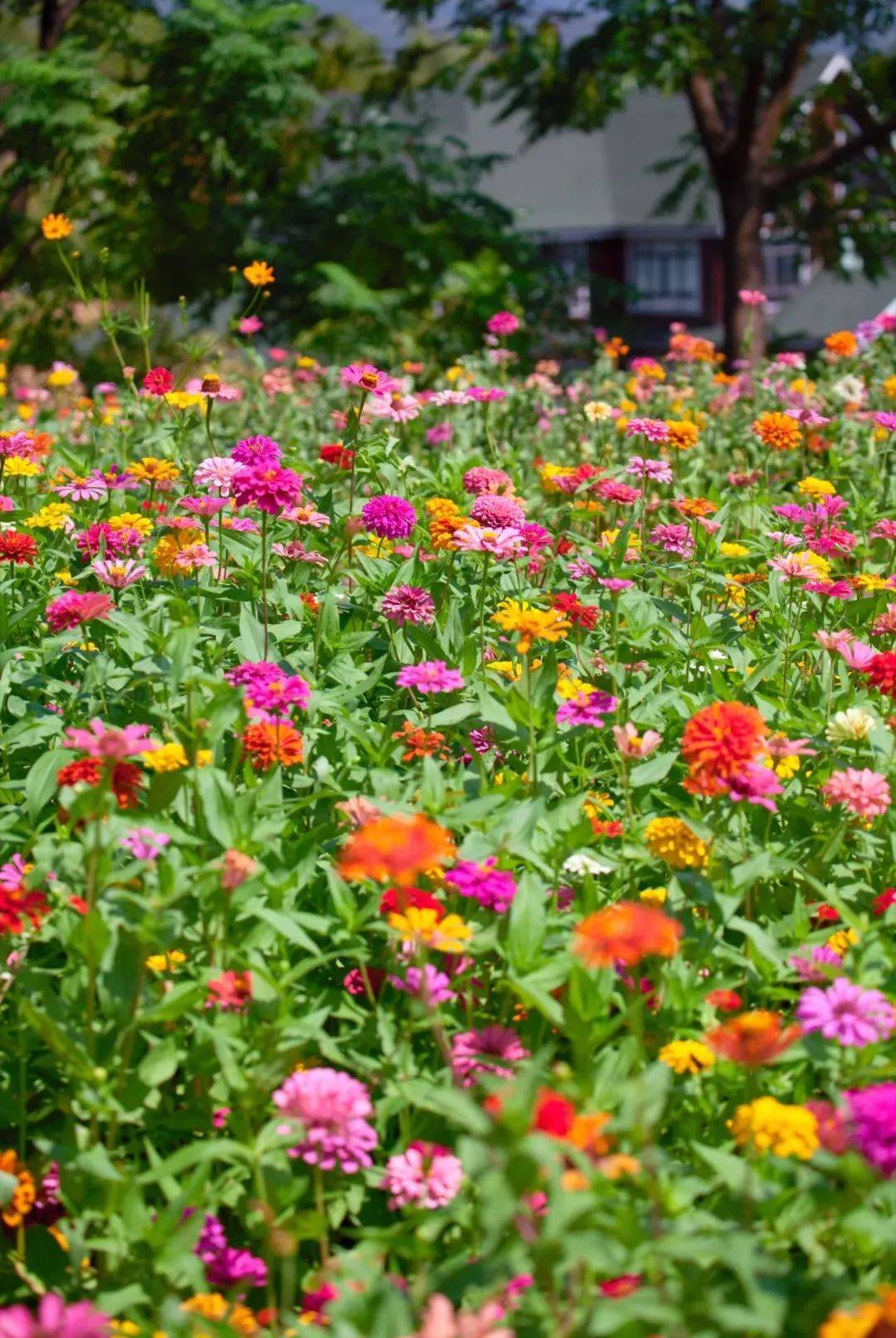 椒江下陈花海图片