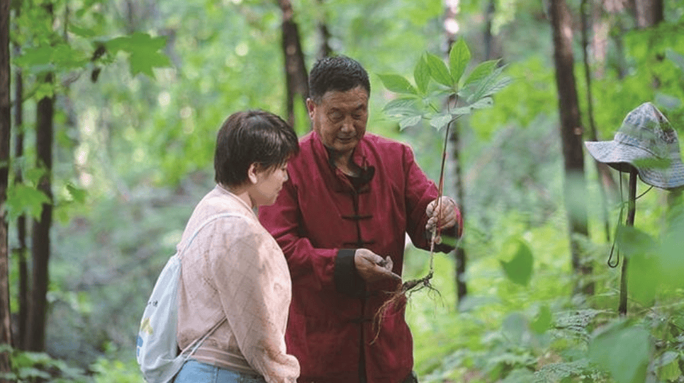 吉林云岭野山参图片