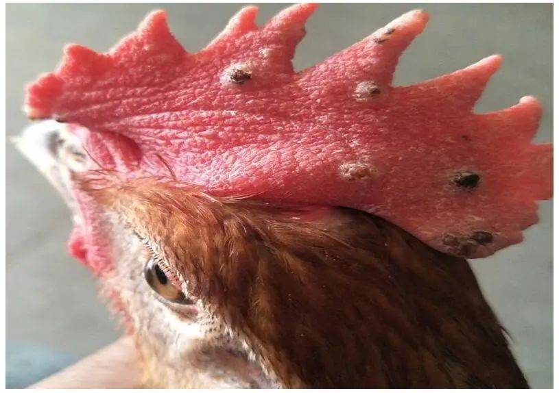 秋季鸡痘防控很重要!三分钟带你了解如何防治难缠的鸡痘!