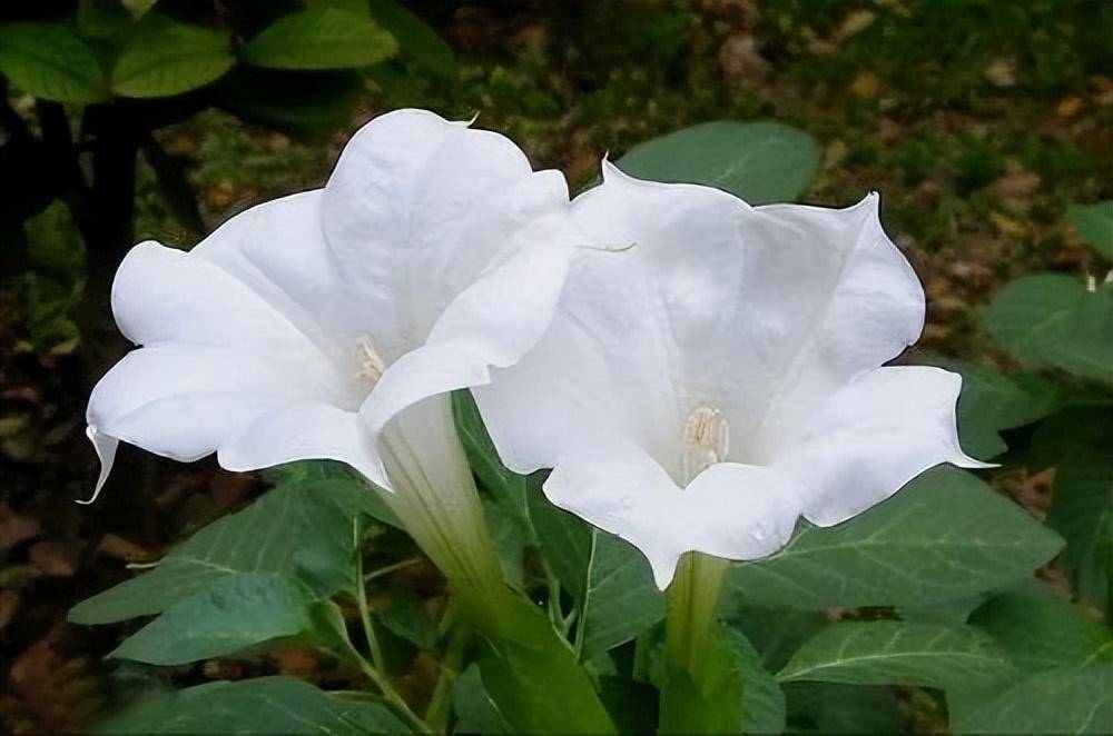 夺命玻璃花图片