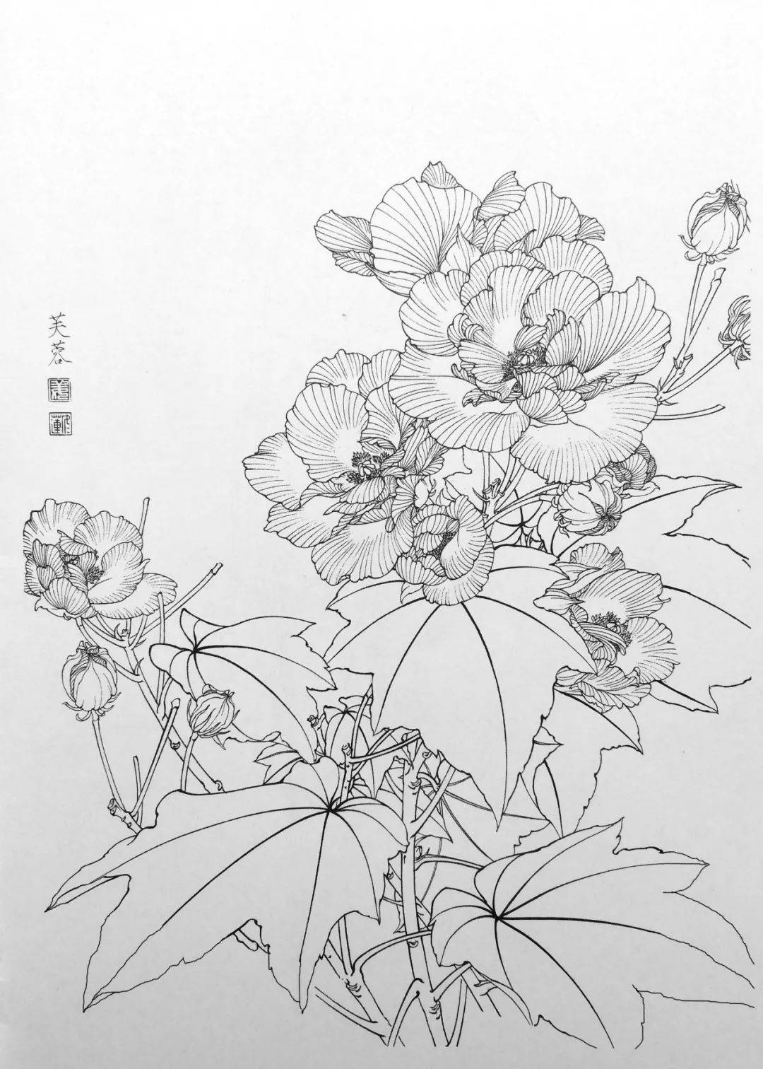 【国画教程】一组花鸟白描线稿