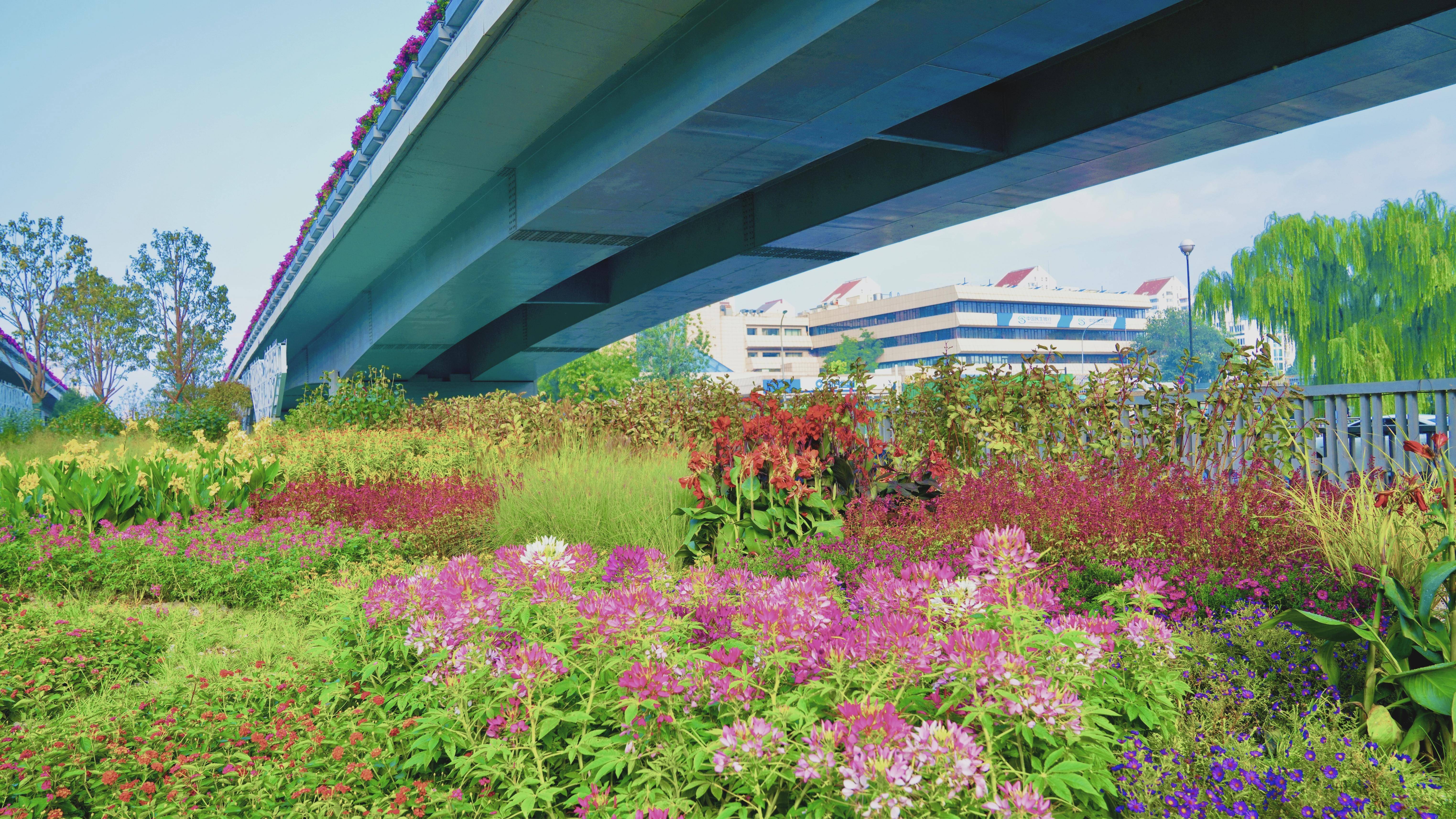 花卉上桥!国庆前,北京121座立交桥绿化景观焕新升级
