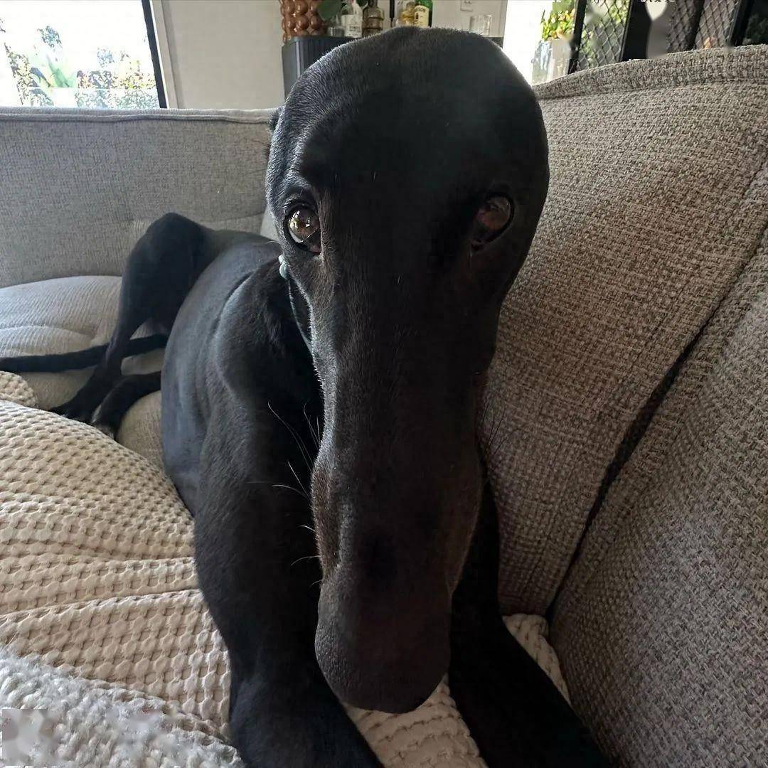 豆：*小臉今天不知道為什麼紅紅的* 桃：老師～我想吃豆腐老師：不能咬同學哦～ / 紗：我給你小狗狗，你跟我結婚好不好～ 子：可是… 要先經過我麻麻的同意欸…  *小狗狗玩偶主人：子子* / 彩：*沈浸在個人世界畫畫中*🎨 米：*沈浸在只看著彩彩的世界中*🍓, image size:1080x1080