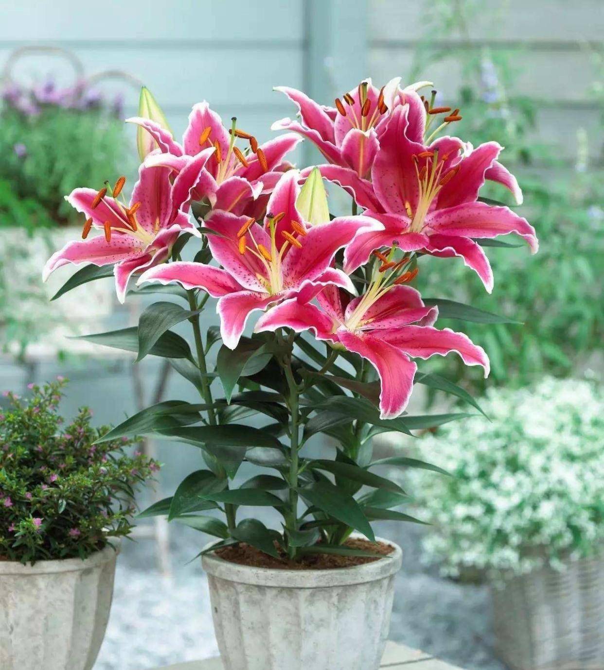 盆栽百合花"养护要点",叶片油绿,年年有花,美极了