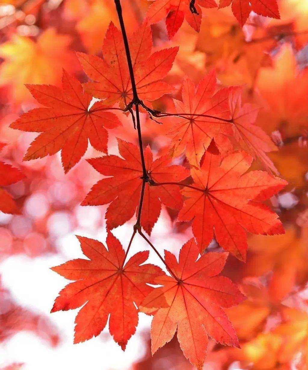 片片秋叶,点点红黄,大美秋景!_photo_by_风景