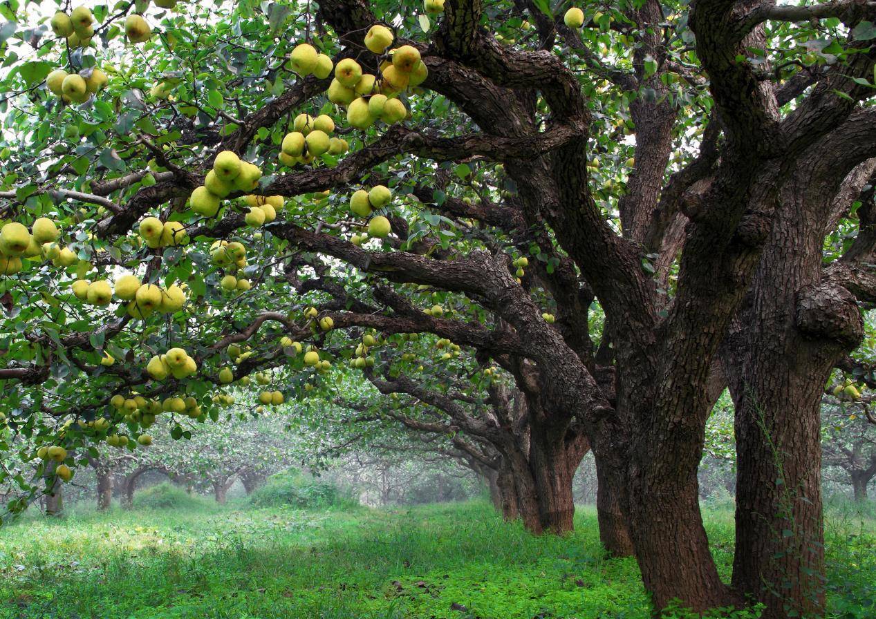 梨文化:砀山的新"名山"