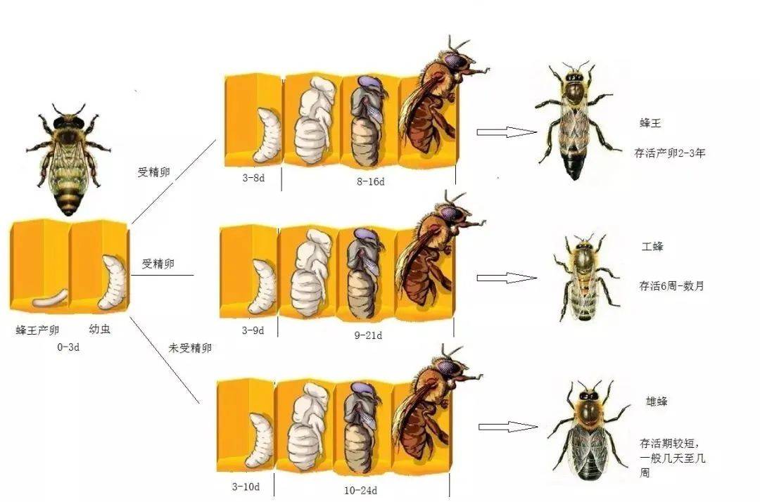 中蜂生长发育周期图图片