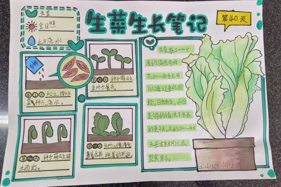 —永威小学劳动实践之蔬菜种植小报