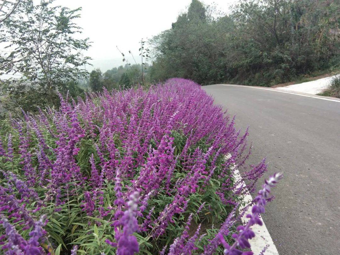墨西哥鼠尾草在新妙镇北门村道路两侧美丽绽放