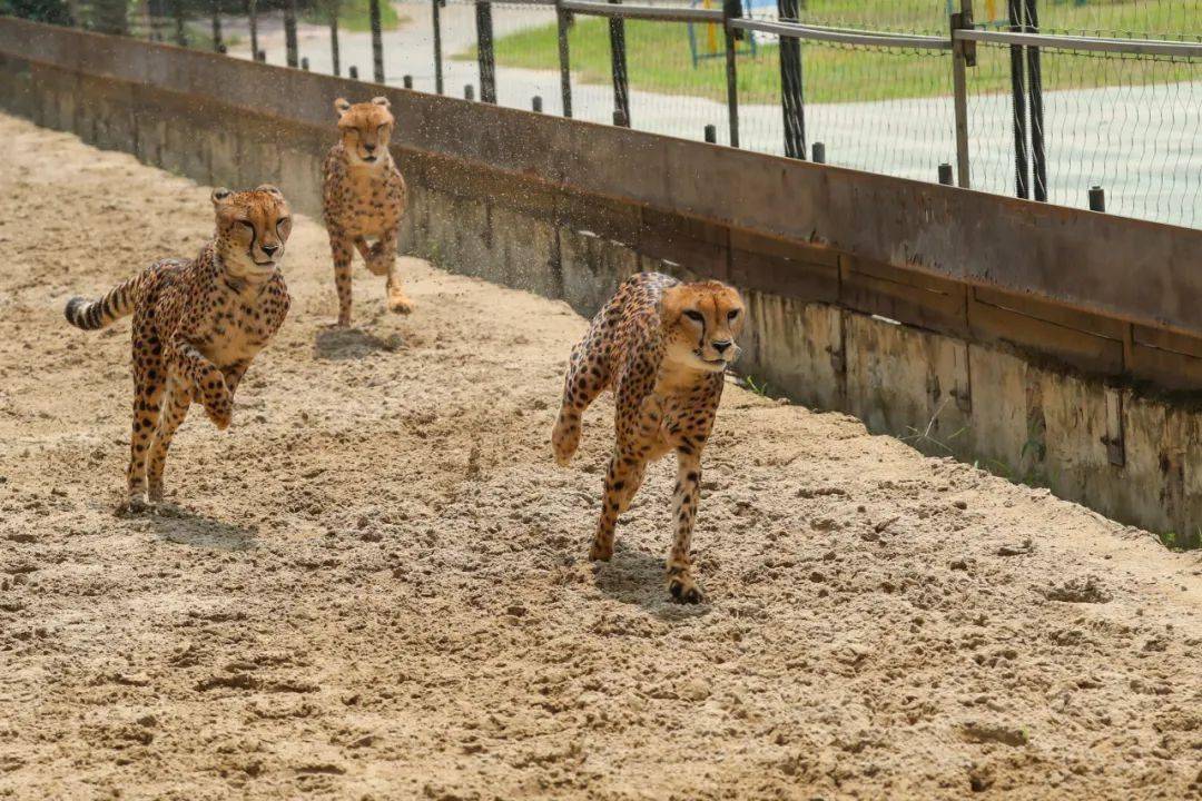 全国独有 猎豹赛跑展示