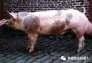 介绍我国猪种主要类型品种,看看有无适合你的猪种