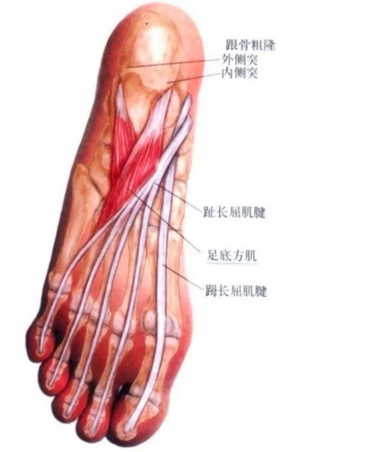 足底肌肉疼痛的干预方案