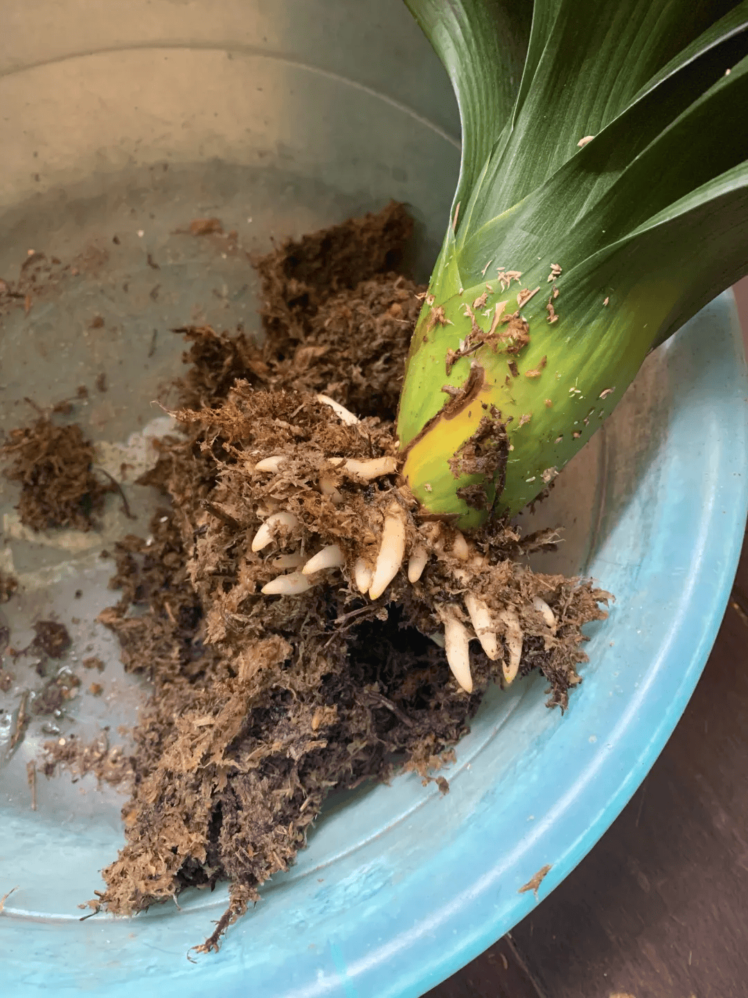 花烂根不要丢,塑料袋里捂一捂,大白根蹭蹭冒!_根系_君子兰_兰花