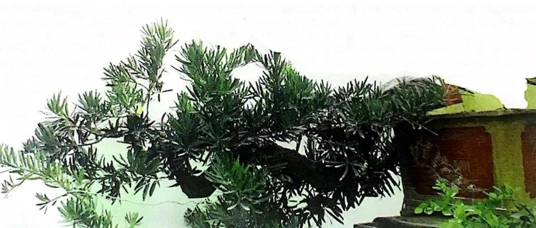 海岛罗汉松盆景造型十八年,气度与风骨不凡,分享它的成型轨迹!