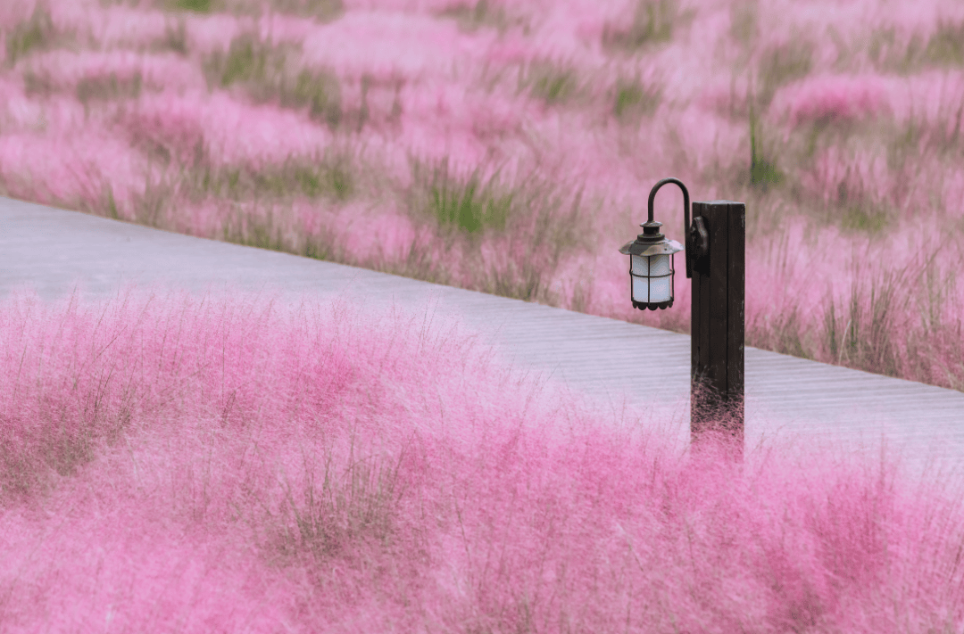 西安最好的花海公园图片