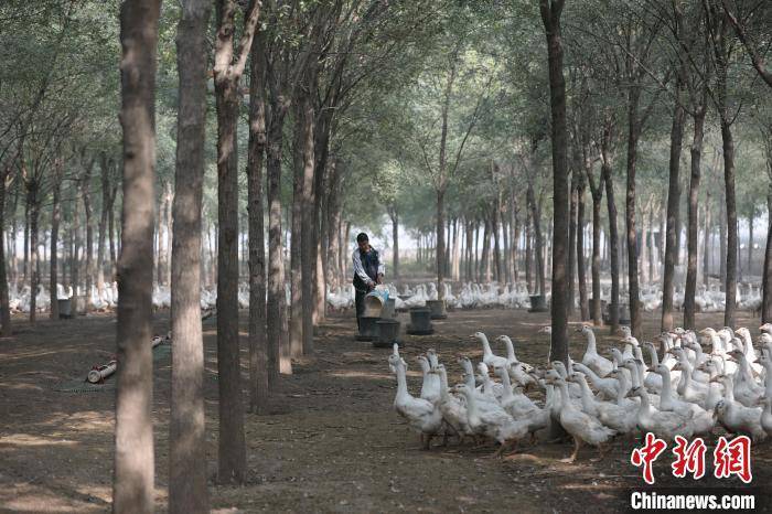 “闲地”变“宝地” 河北任泽区发展林下经济超5300亩