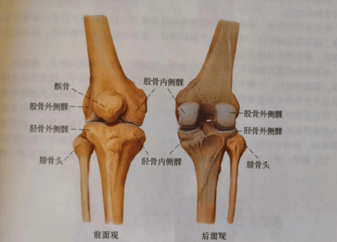 膝关节六种运动示意图图片