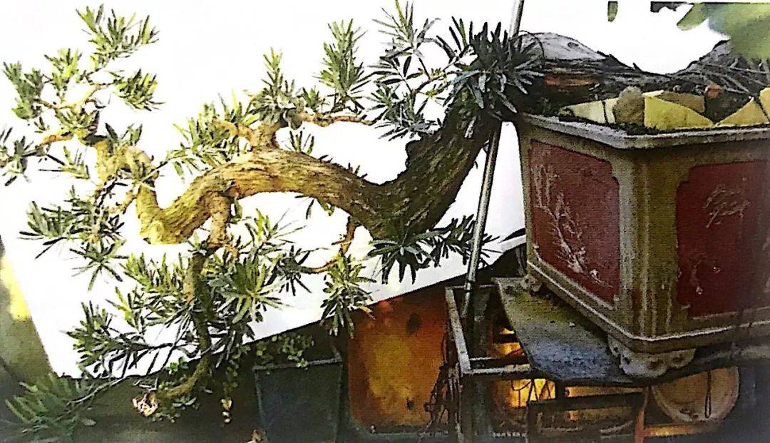 海岛罗汉松盆景造型十八年,气度与风骨不凡,分享它的成型轨迹!