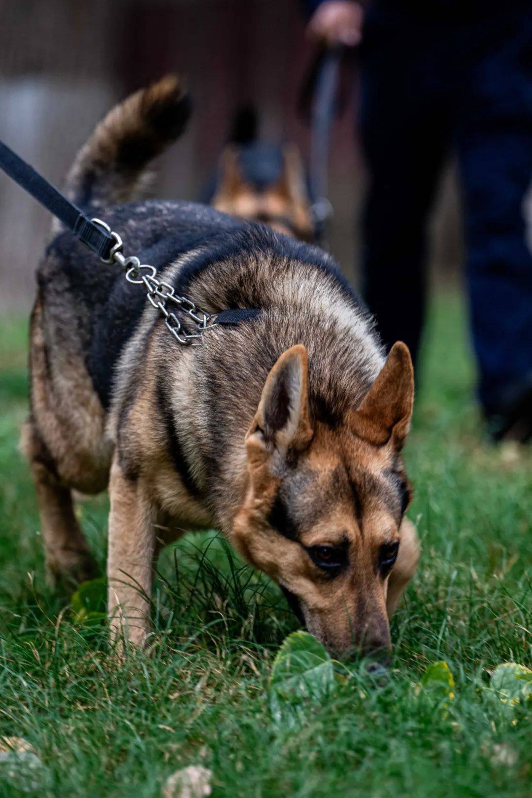 中国警犬品种图片