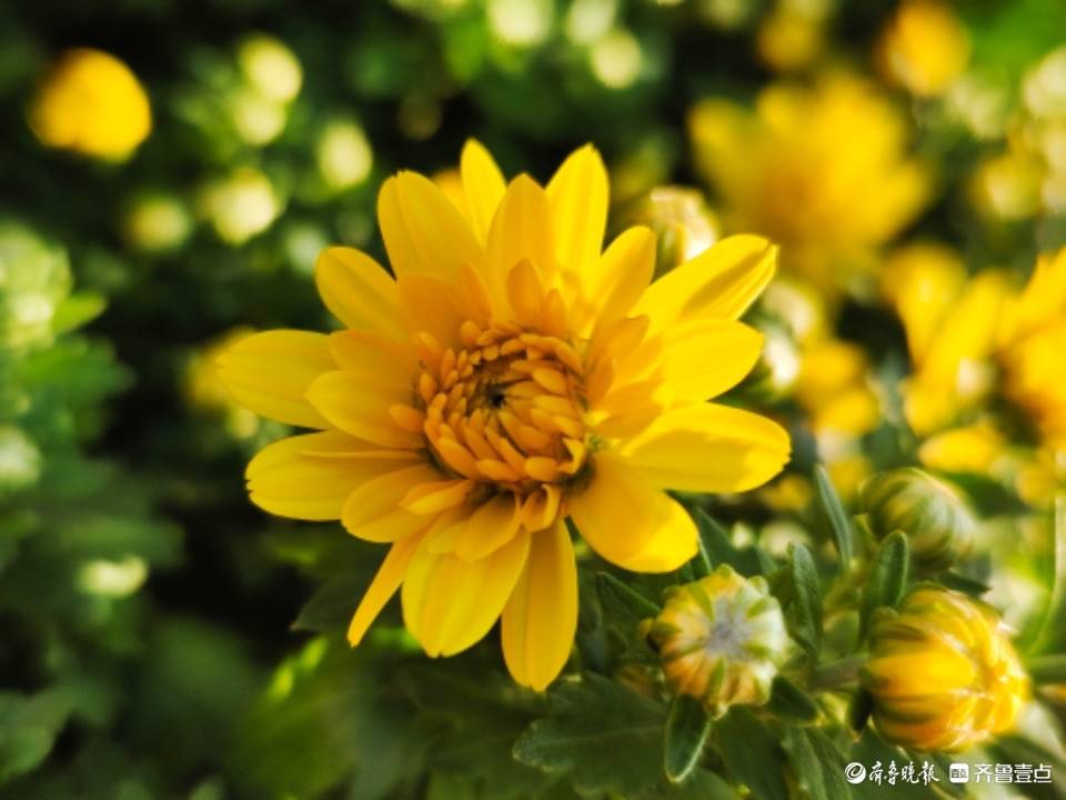 千头菊花开秋日美景来