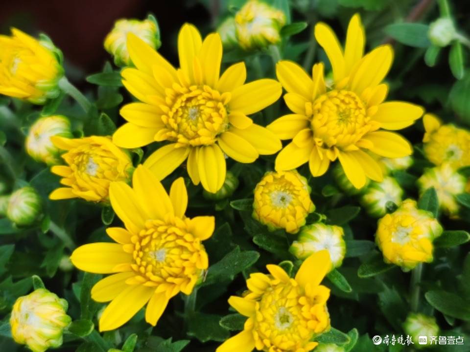 千头菊花开秋日美景来