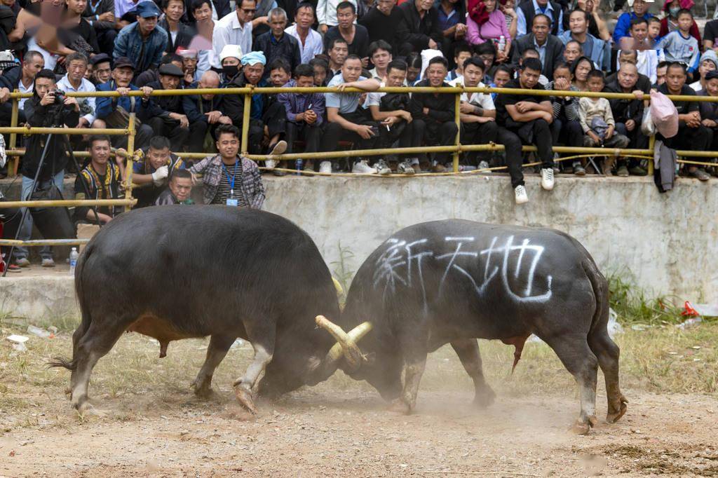 南派倒斗牛总，斗牛怎么玩游戏规则