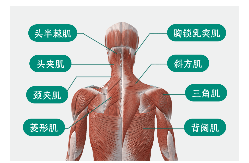 脖子_锻炼_颈椎
