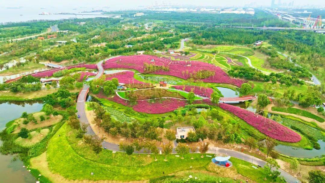 上海秋天爆火的粉色花海！阿勒泰般的美景免费打卡→