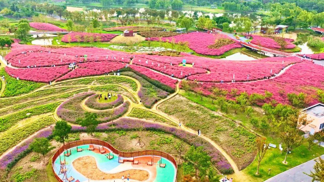 上海秋天爆火的粉色花海！阿勒泰般的美景免费打卡→