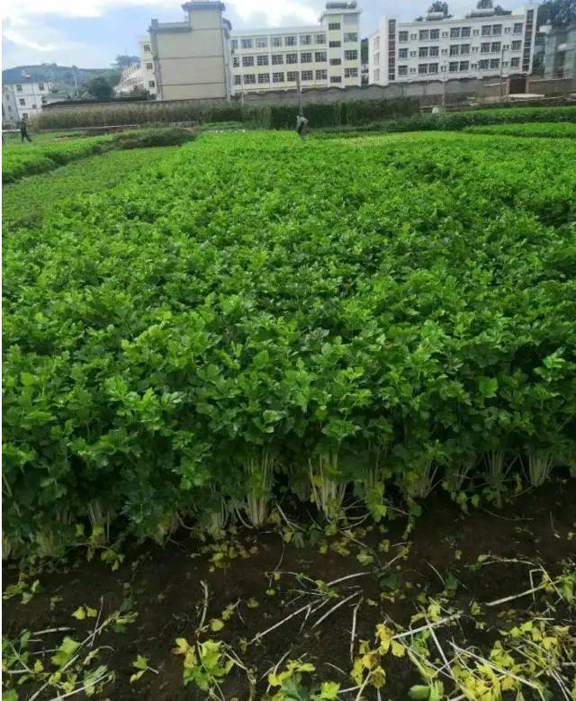 最高100一斤的蒲菜,胖胖的鸡腿芥蓝,白色芹菜……这4种蔬菜很多人没