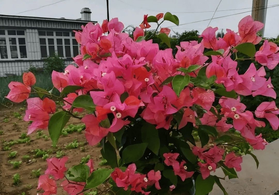 6种勤花三角梅,新手也能养爆花,现在养一盆,来年开满枝头