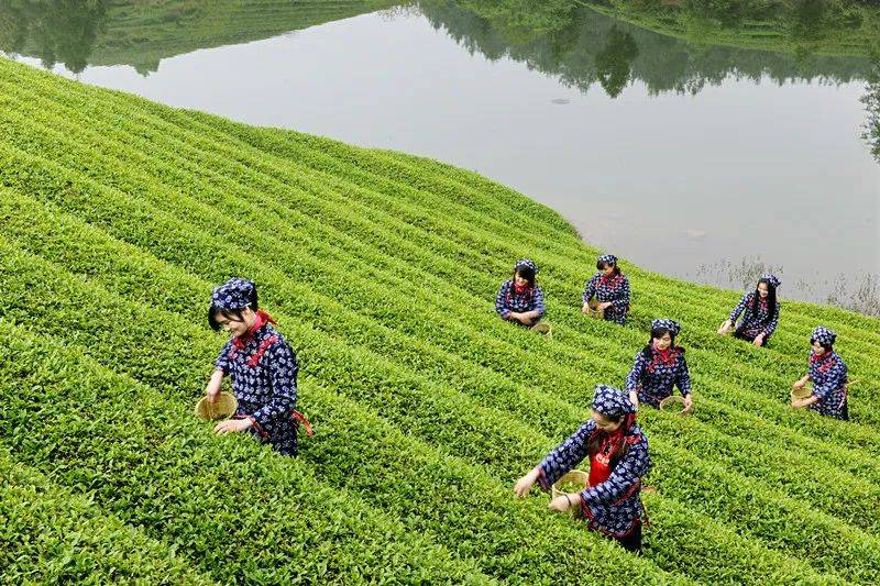 叶产业重点落实提升茶园质量、规范茶叶生产、调优茶叶品类等10项举措。同时，衢州创新建立“五链+五端”