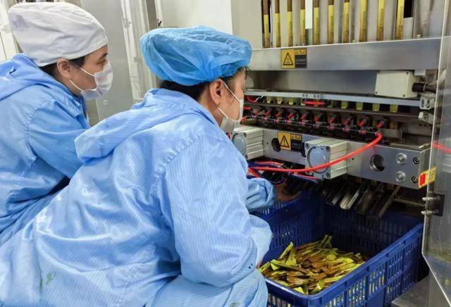 “养生文化+现代科技” 引领人参产业高质量发展 “养生文化+现代科技” 引领人参产业高质量发展