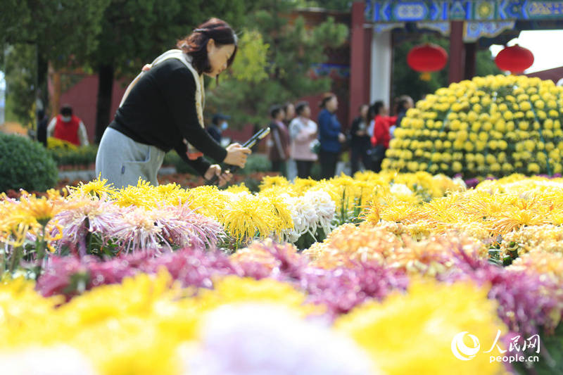 2021开封菊花节图片