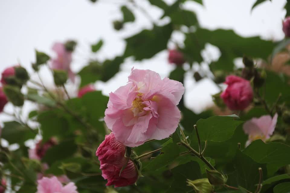 道县:芙蓉花开香满园(组图)