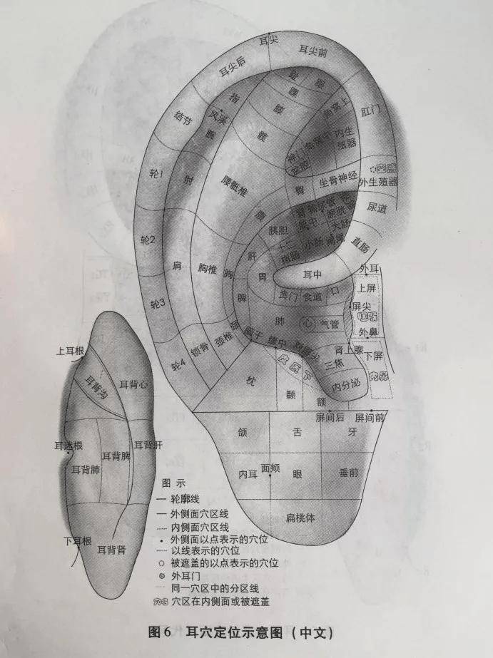 耳朵脾胃准确位置图片图片