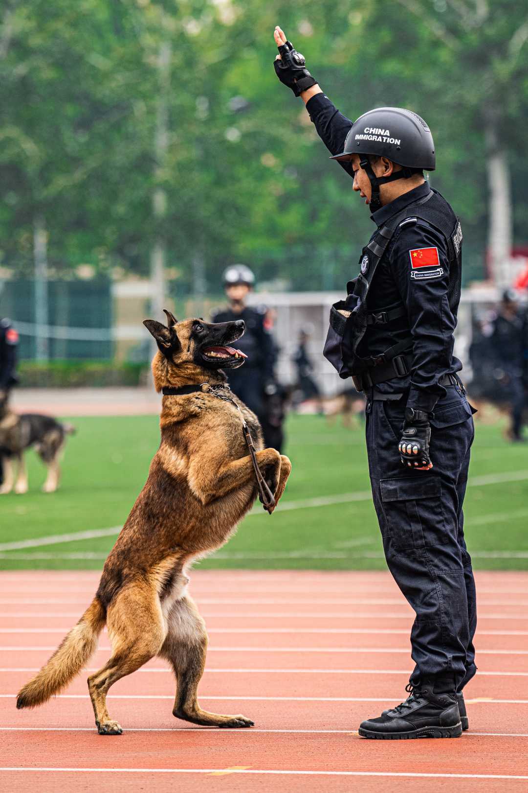 第六届全国警犬技术比赛收官