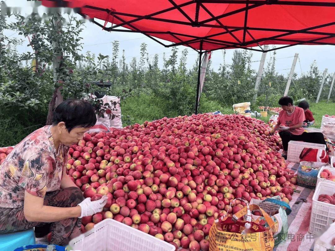 电商助农苹果图片