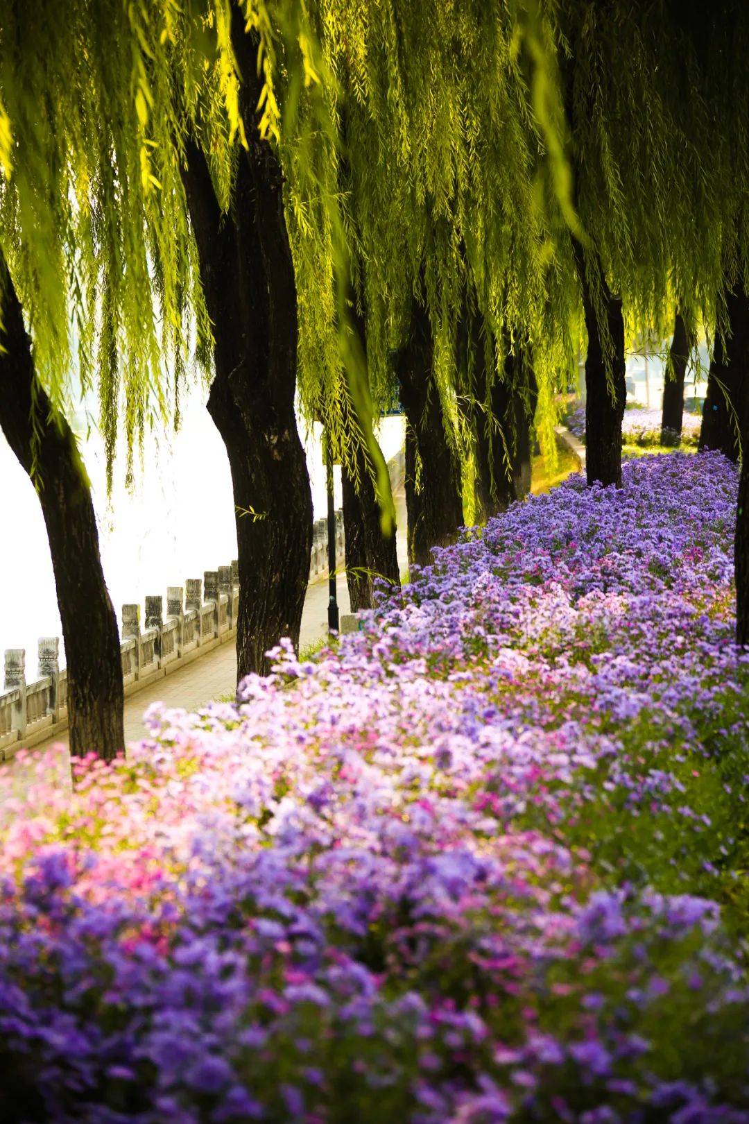 多彩海淀|漫步昆玉河畔,共赏如诗秋色!