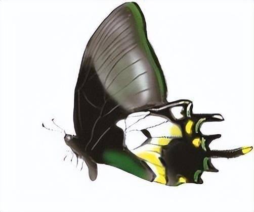 金斑喙凤蝶为何罕见