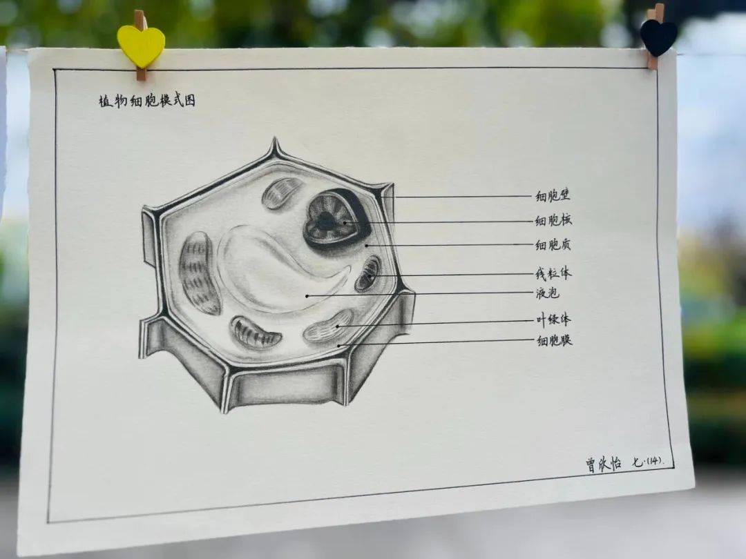 初中生物教具简易模型图片