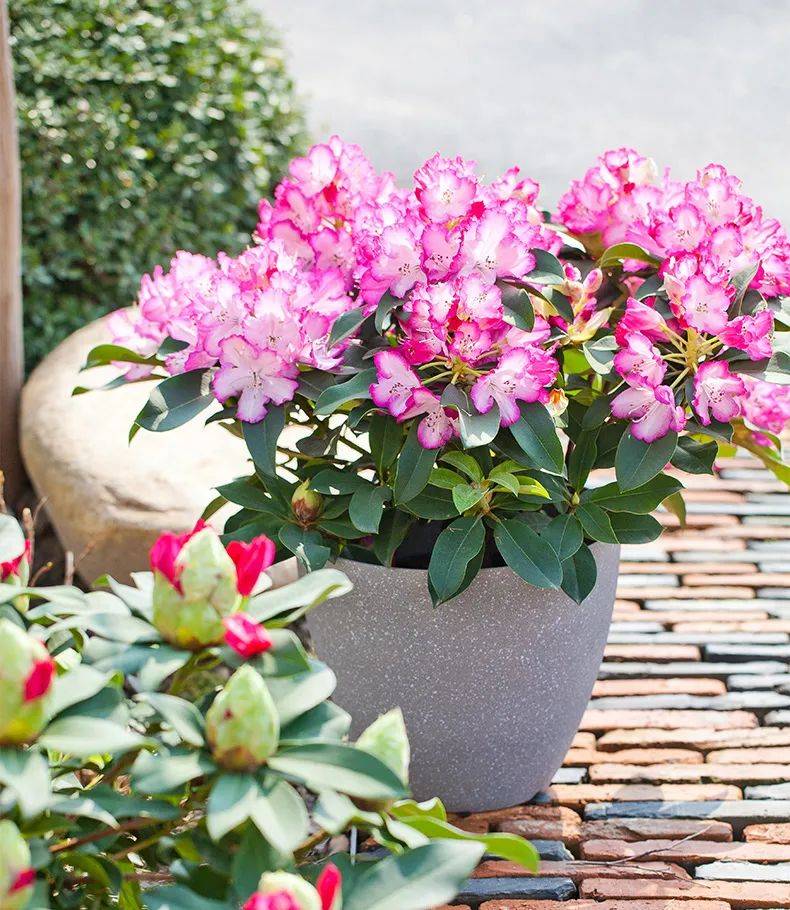 高山杜鹃粉绣球重瓣雪球重瓣塔索重瓣太阳星重瓣珊瑚海重瓣金泡泡重瓣