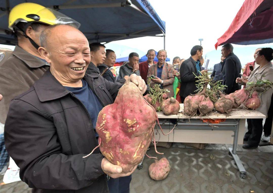 南薯的功效与作用图片图片