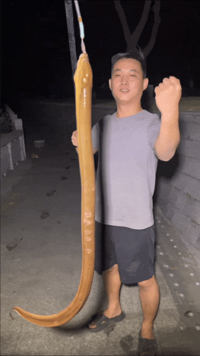 广东男子钓到"巨鳝",一条可达3斤重,为啥广东的黄鳝这么大?