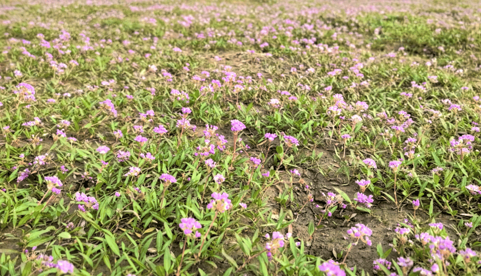 鄱阳湖蓼子花图片