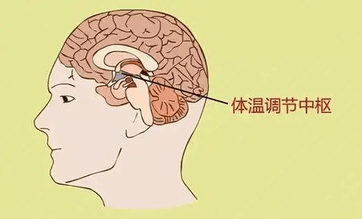 【健康科普】中枢性高热，你听说过吗